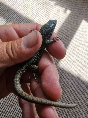 European wall lizard adult pair
