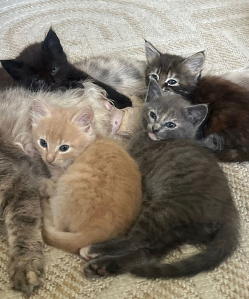 Kittens