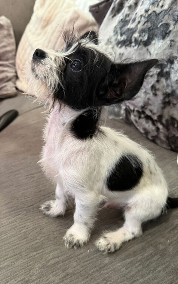 Shih Tzu x chihuahua