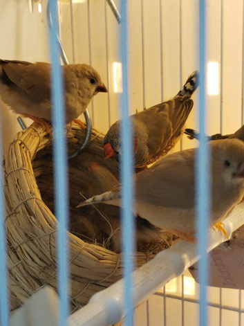 Young zebra finches