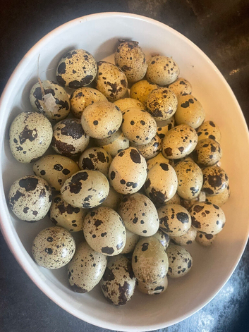** JUMBO WHITE QUAIL EGGS FOR SALE **