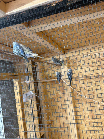 Baby budgies for sale