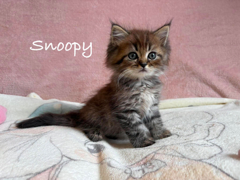 Absolutely beautiful Persian/ragdoll Kittens Persian