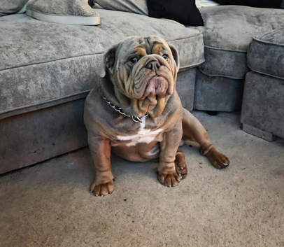 Lilac and tan bulldog stud