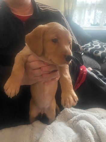 Red Collie cocker puppy for sale