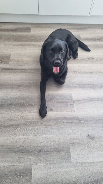 3 beautiful labrador puppies for sale