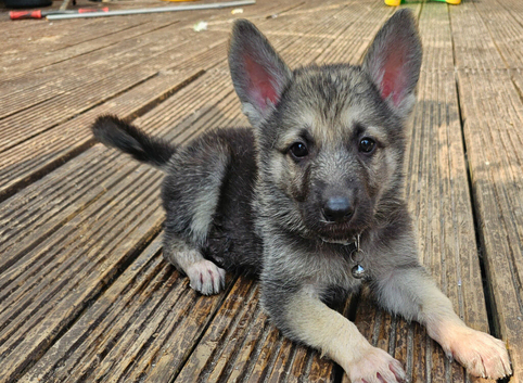 Black,Sable and white german sheherd pups