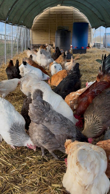Sexed POL chickens 16-19 weeks old