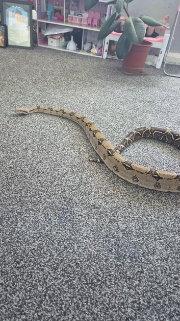 4 yr old male boa for sale