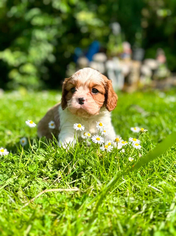 KC. Cavalier King Charles Spaniel from impeccable Champion Show Lines