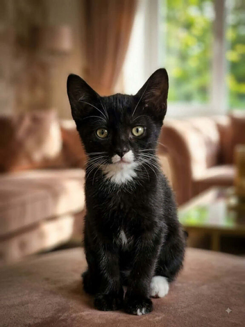 Beautiful cat ️