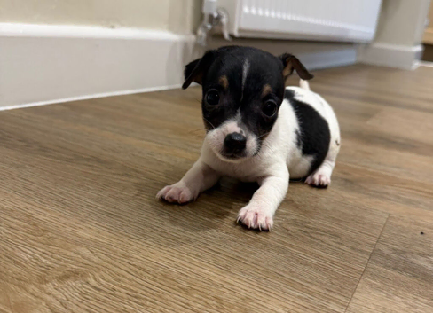 Girl Jack Russell