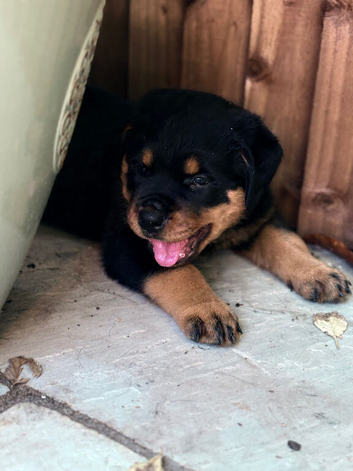 4 chunky Rottweiler pups