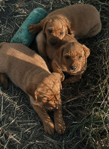 Kc Registered Labrador Retriever puppies