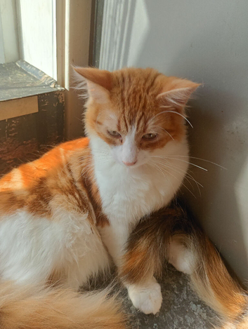 Male cats available