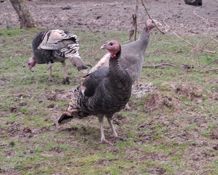 Pair of young turkeys for sale