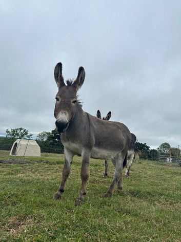 STUD Donkey