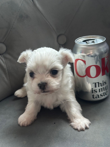 Toy Chihuahua pup