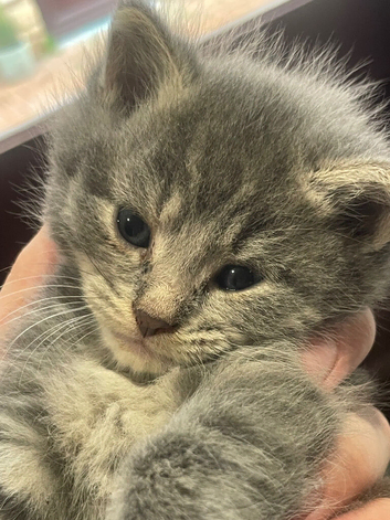 Five gorgeous babies looking for their new homes