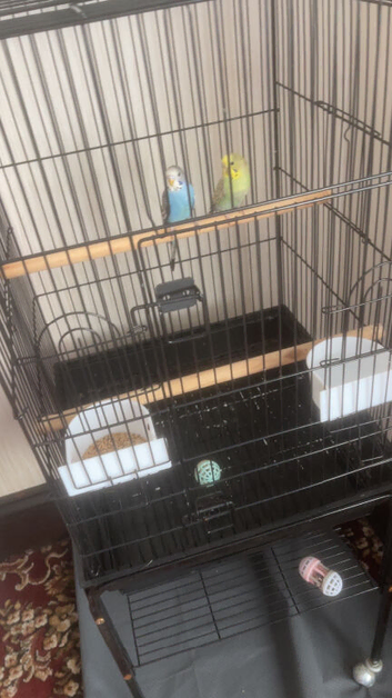 Budgies