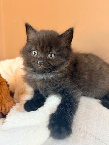 British shorthair cross kitten