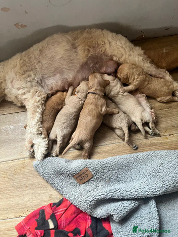 Beautiful Golden Doodle Puppies &ndash; Loving Family Companions