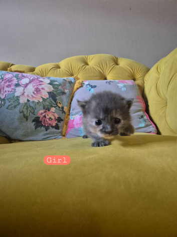 Kittens inc beautiful Greys