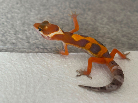 Hatchling leopard gecko for sale