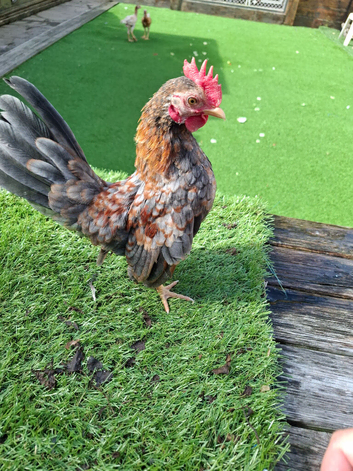 This year's serama cocks