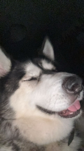 Siberian husky