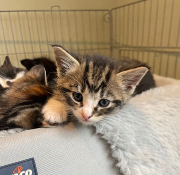 kittens for sale