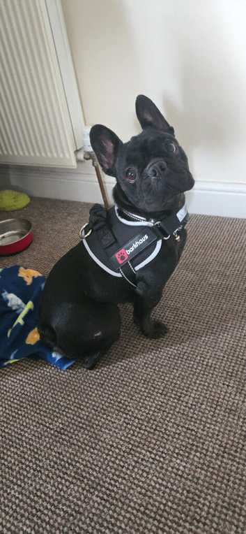 RELUCTANT REHOME BLACK FRENCH BULLDOG GIRL