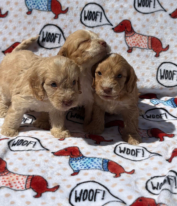F1 Cockerpoo puppies ready to leave