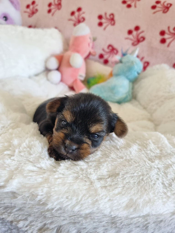 Yorkshire terrier Puppies