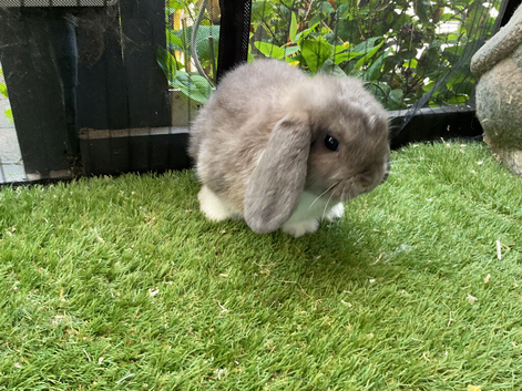 Mini lop baby rabbits *READY NOW*