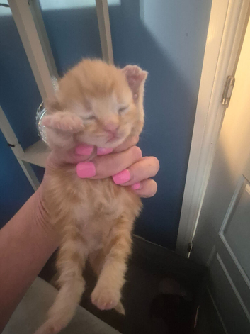 Beautiful kittens, I have both parents