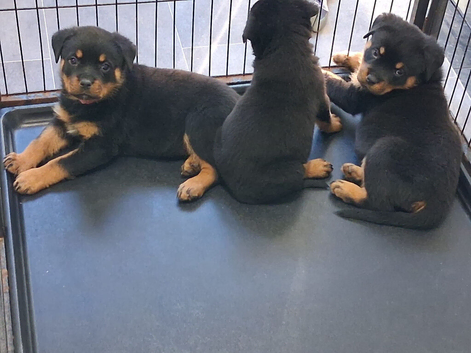 Rottweiler puppies