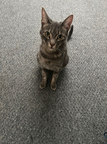 Piglet needs a forever home