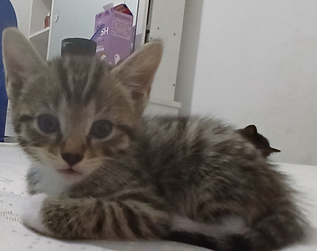 Beautiful Male Kitten