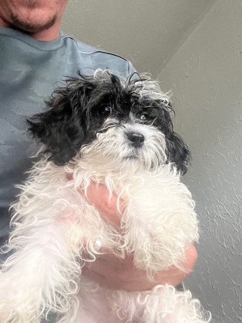 2 beautiful shih tzu baby girls