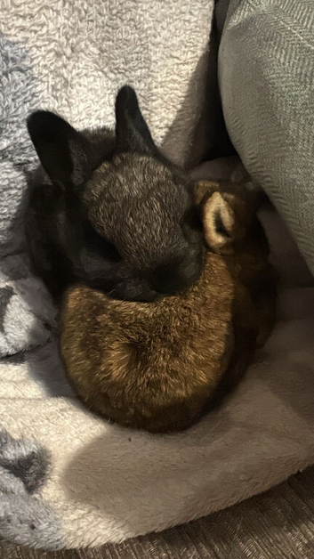 Baby rabbits for sale