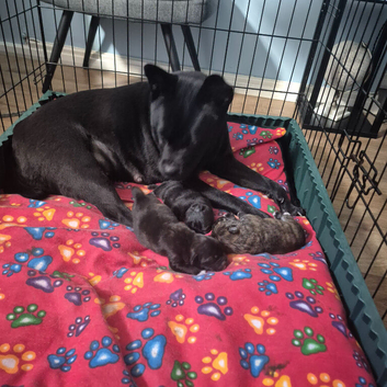 1 beautiful girl pup avaliable