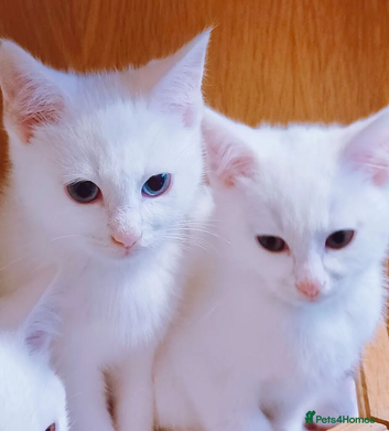 2 white kittens possible delivery