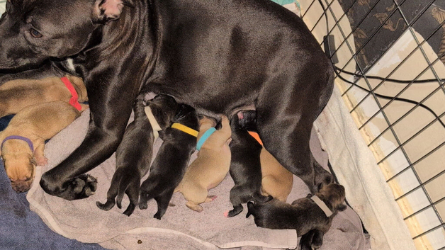 Staffordshire bull terrier x puppies