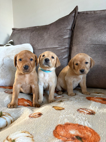 3 LEFT outstanding working Labrador pups!