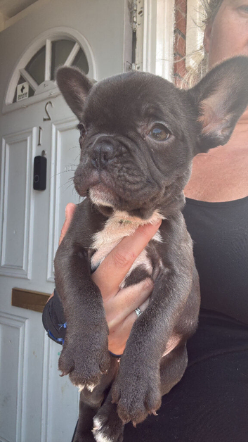1 girl pup left out of a litter of 8