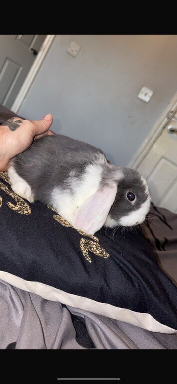 Beautiful baby rabbit