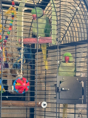 2 cocks both 2 years