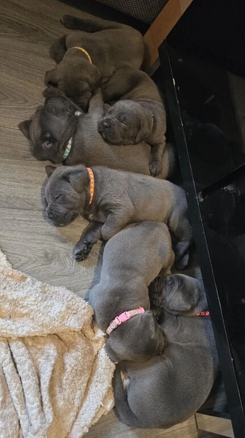 Stunning Blue Coats & Exceptional Family Companions