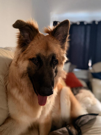 German Shefford looking for forever home